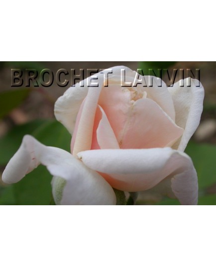 Rosa 'Bouquet d'Or' - Rosaceae - Rosier grimpant