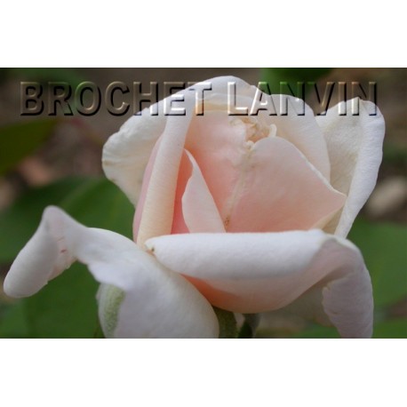 Rosa 'Bouquet d'Or' - Rosaceae - Rosier grimpant