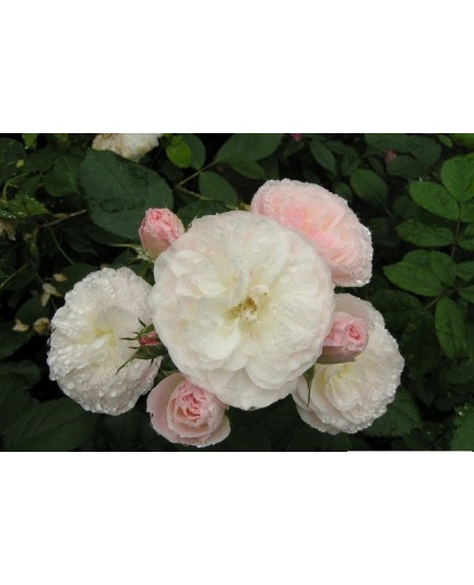 Rosa 'Bouquet Parfait (R)' - Rosaceae - Rosier