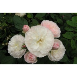 Rosa 'Bouquet Parfait (R)' - Rosaceae - Rosier