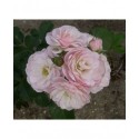 Rosa 'Bouquet Parfait (R)' - Rosaceae - Rosier