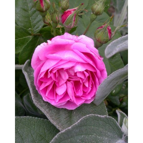 Rosa 'Bourbon Queen' - Rosaceae - Rosier
