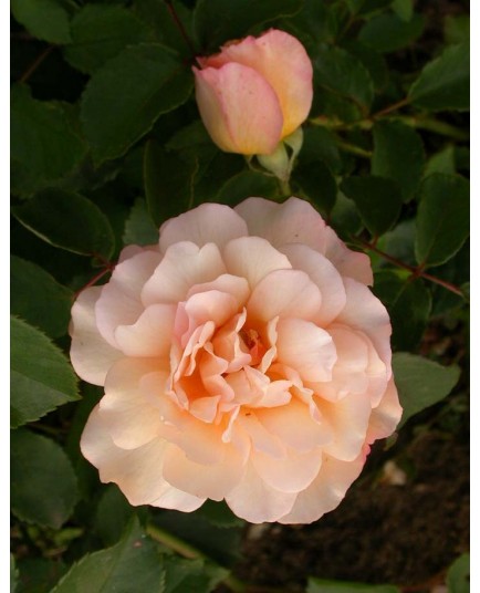 Rosa 'Buff Beauty' - Rosaceae - Rosier