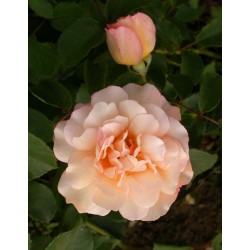 Rosa 'Buff Beauty' - Rosaceae - Rosier
