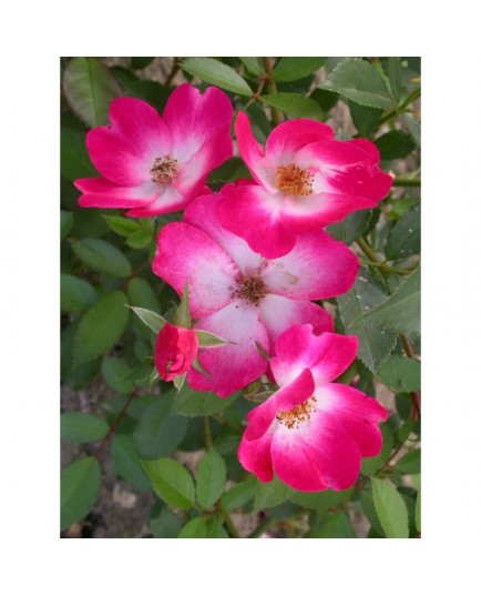 Rosa 'Bukavu (R)' - Rosaceae - Rosier