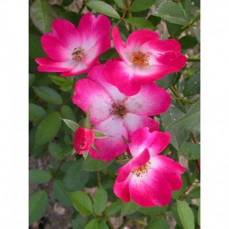 Rosa 'Bukavu (R)' - Rosaceae - Rosier