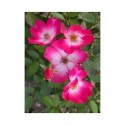 Rosa 'Bukavu (R)' - Rosaceae - Rosier