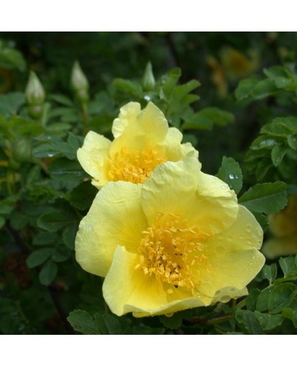 Rosa 'Canary Bird' - Rosaceae - Rosier