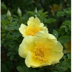 Rosa 'Canary Bird' - Rosaceae - Rosier