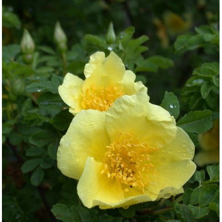 Rosa 'Canary Bird' - Rosaceae - Rosier