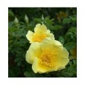 Rosa 'Canary Bird' - Rosaceae - Rosier