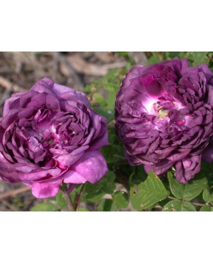 Rosa 'Cardinal de Richelieu' - Rosaceae - Rosier