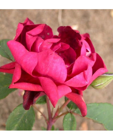 Rosa 'Cardinal Hume' - Rosaceae - Rosier
