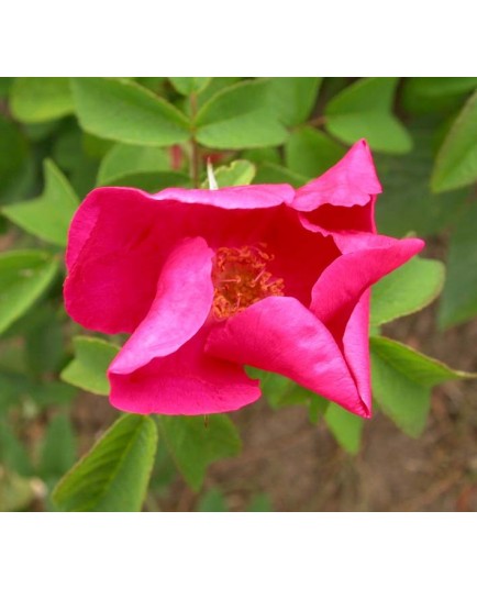 Rosa 'Carmen' - Rosaceae - Rosier