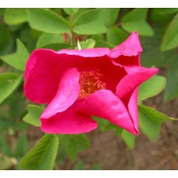 Rosa 'Carmen' - Rosaceae - Rosier