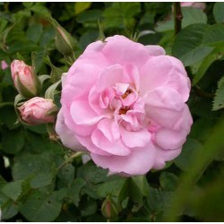 Rosa 'Celestial' - Rosaceae - Rosier