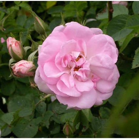 Rosa 'Celestial' - Rosaceae - Rosier