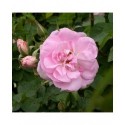 Rosa 'Celestial' - Rosaceae - Rosier