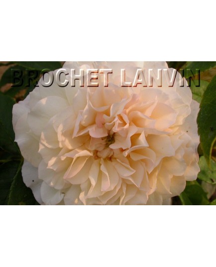 Rosa 'Celine Forestier' - Rosaceae - Rosier