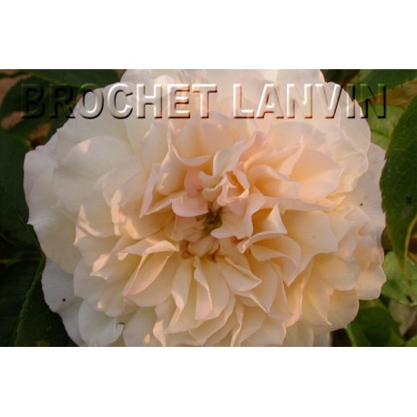 Rosa 'Celine Forestier' - Rosaceae - Rosier