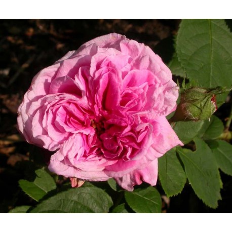 Rosa 'Celsiana' - Rosaceae - Rosier