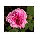 Rosa 'Celsiana' - Rosaceae - Rosier