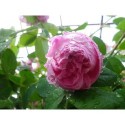 Rosa 'Cent feuilles Descemet' - Rosaceae - Rose ancienne- Rosier arbuste