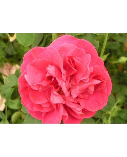 Rosa 'Cerise Bouquet' - Rosaceae - Rosier