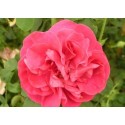 Rosa 'Cerise Bouquet' - Rosaceae - Rosier