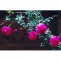 Rosa 'Cerise Bouquet' - Rosaceae - Rosier