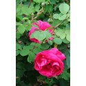 Rosa 'Cerise Bouquet' - Rosaceae - Rosier