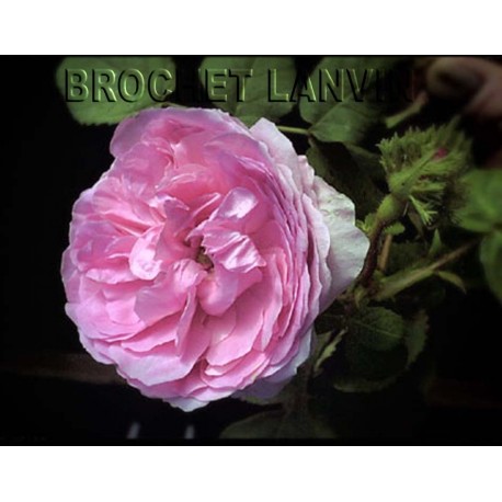 Rosa 'Chapeau de Napoleon' - Rosaceae - Rosier