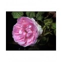 Rosa 'Chapeau de Napoleon' - Rosaceae - Rosier