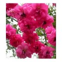 Rosa 'Chaplins Pink' - Rosaceae - Rosier
