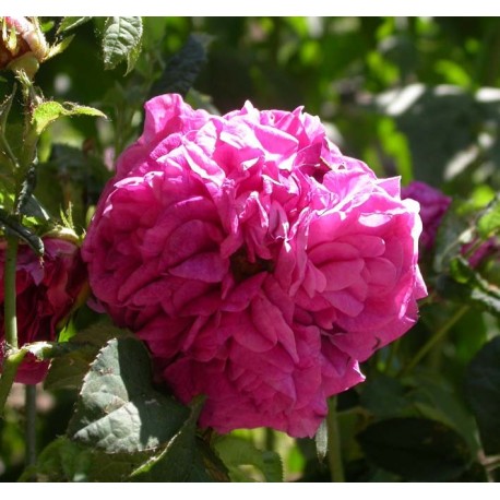 Rosa 'Charles de Mills' - Rosaceae - Rosier