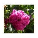 Rosa 'Charles de Mills' - Rosaceae - Rosier