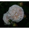 Rosa 'Chloris' - Rosaceae - Rosier
