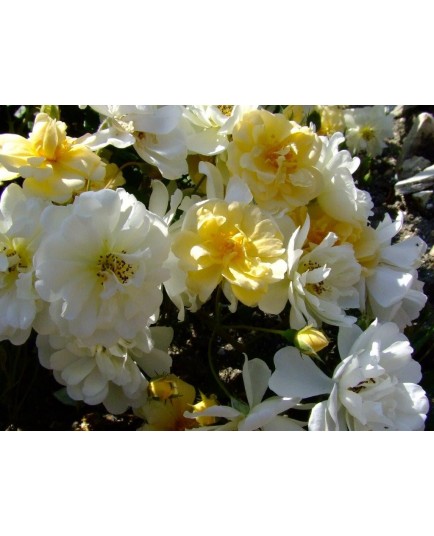 Rosa 'Christine Hélène' - Rosaceae - Rosier grimpant