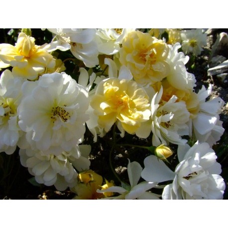 Rosa 'Christine Hélène' - Rosaceae - Rosier grimpant