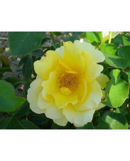 Rosa 'Chrys' - Rosaceae - rosier nain