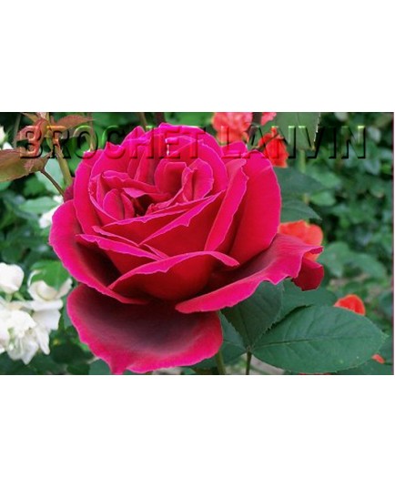 Rosa 'Chrysler Imperial' - Rosaceae - Rosier nain à bouquet