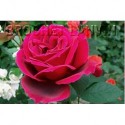Rosa 'Chrysler Imperial' - Rosaceae - Rosier nain à bouquet