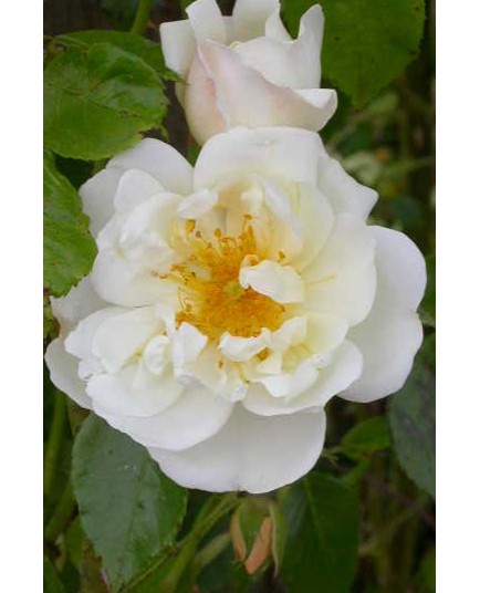 Rosa 'City of York' - Rosaceae - Rosier