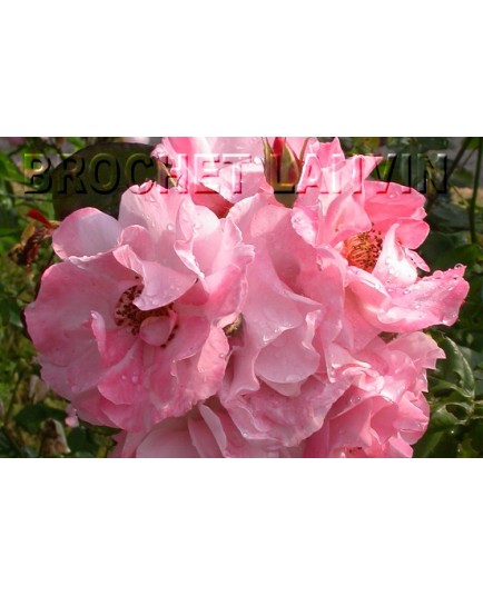 Rosa 'Clair Matin (R)' - Rosaceae - Rosier