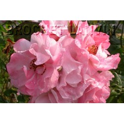 Rosa 'Clair Matin (R)' - Rosaceae - Rosier