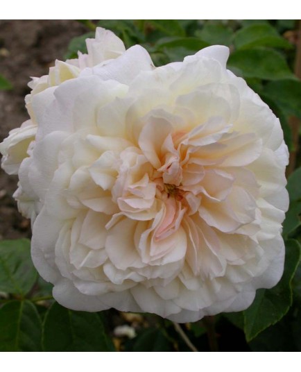 Rosa 'Claire Jacquier' - Rosaceae - Rosier