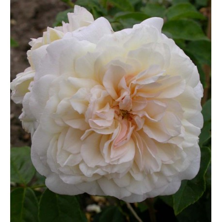 Rosa 'Claire Jacquier' - Rosaceae - Rosier