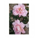 Rosa 'Claus Groth' - Rosaceae - Rosier