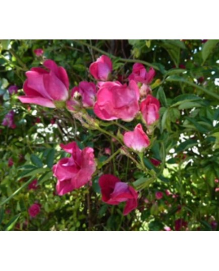 Rosa 'Clematis' - Rosaceae - Rosier grimpant