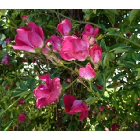 Rosa 'Clematis' - Rosaceae - Rosier grimpant